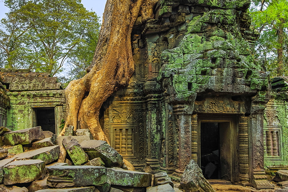 Tree root on gopura entrance at 12th century temple Ta Prohm, a Tomb Raider film location, Angkor, UNESCO World Heritage Site, Siem Reap, Cambodia, Indochina, Southeast Asia, Asia