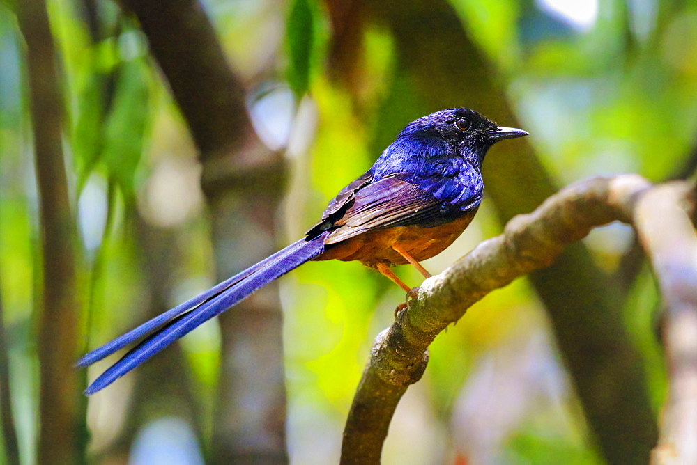 White-rumped Shama (Kittacincla malabarica), a bird that favours dense jungle, Koh Rong Sanloem Island, Sihanoukville, Cambodia, Indochina, Southeast Asia, Asia