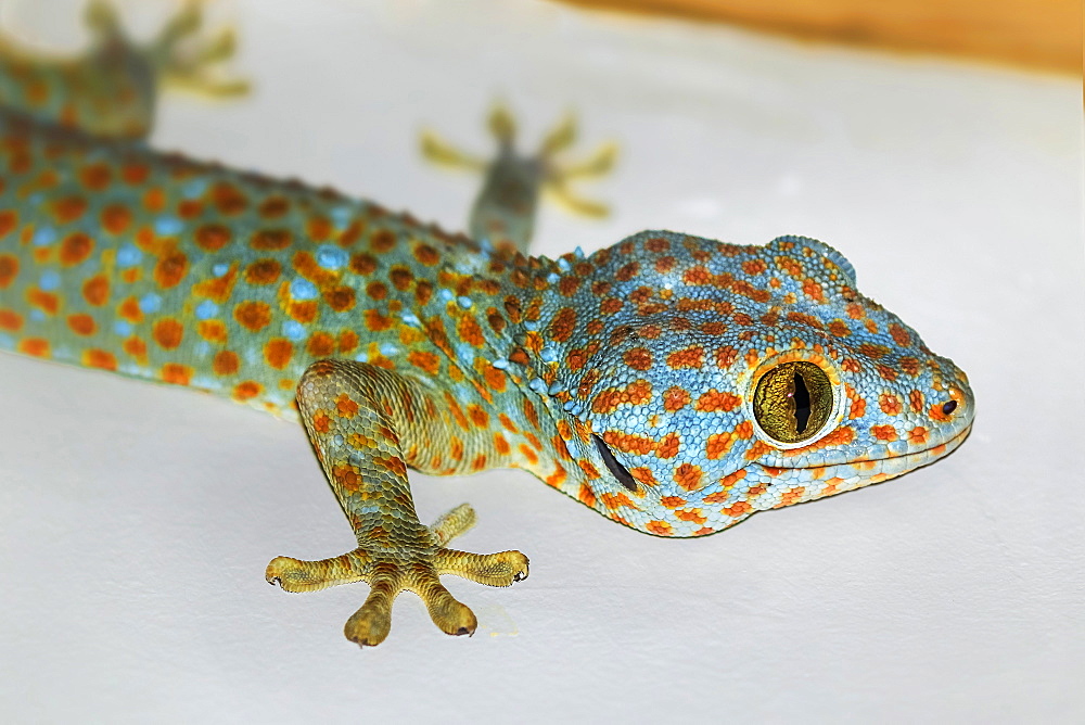 Colourful Tokay Gecko (Gekko gecko) hunting on a wall, the second largest species, Koh Rong Sanloem Island, Sihanoukville, Cambodia, Indochina, Southeast Asia, Asia