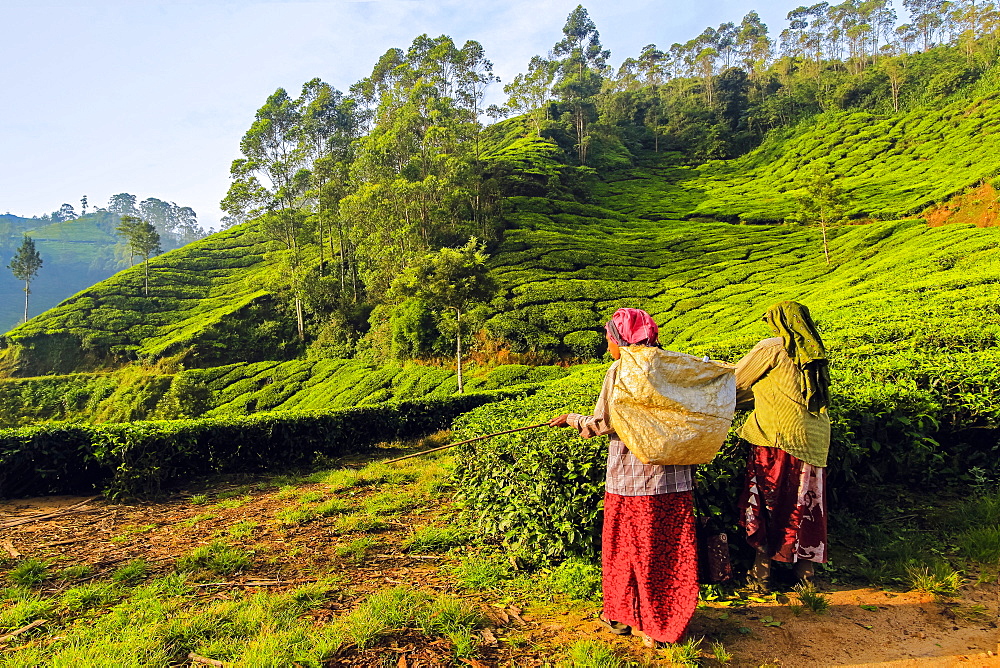 Female tea workers in the morning at Lakshmi tea estate in the Kannan Devan Hills west of Munnar, Lakshmi, Munnar, Kerala, India, Asia