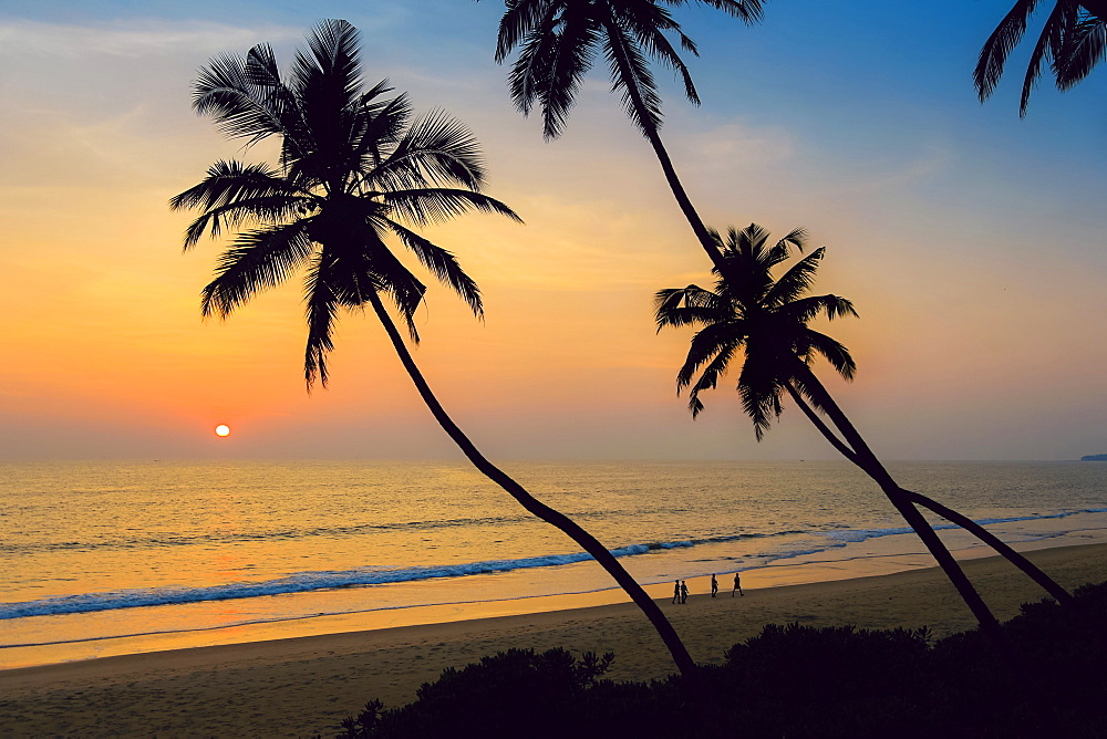 Leaning palm trees at sunset on lovely unspoilt Kizhunna Beach, south of Kannur on the state's North coast, Kannur, Kerala, India, Asia