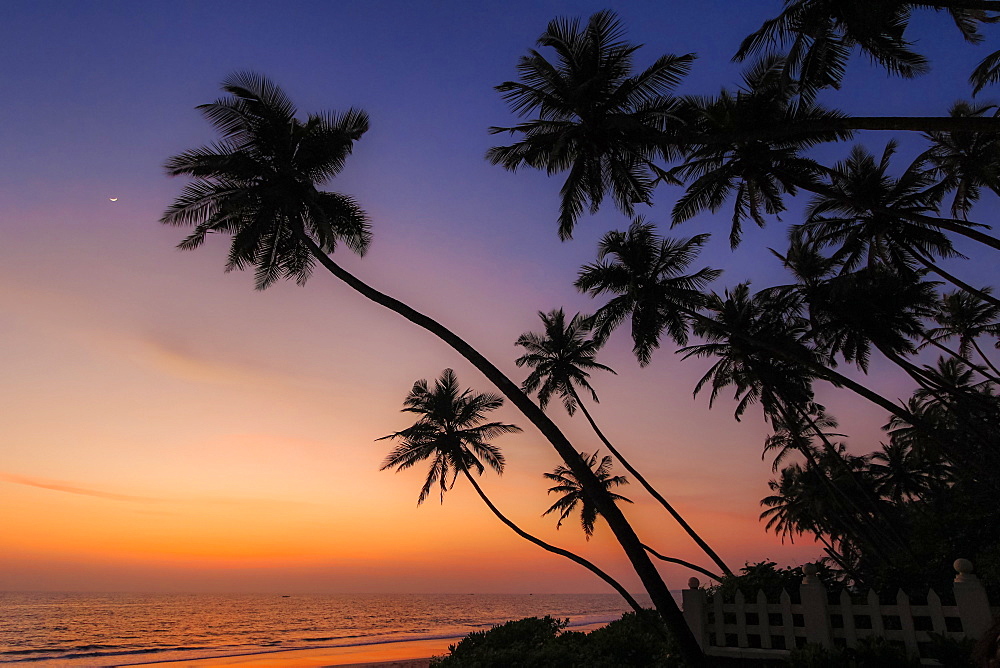 Leaning palm trees at sunset on lovely unspoilt Kizhunna Beach, south of Kannur on the state's North coast, Kannur, Kerala, India, Asia