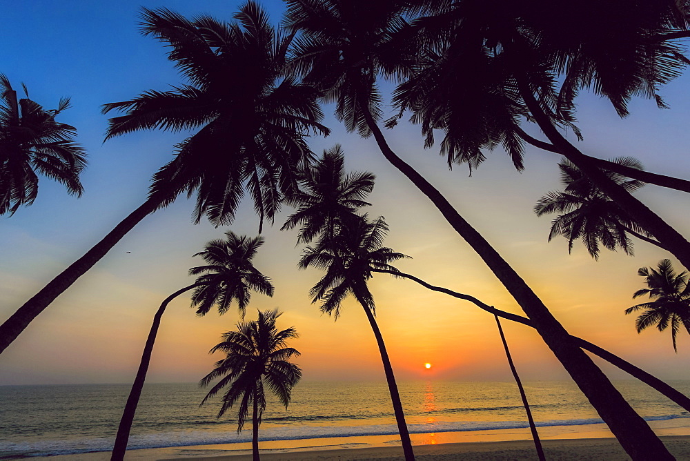 Leaning palm trees at sunset on lovely unspoilt Kizhunna Beach, south of Kannur on the state's North coast, Kannur, Kerala, India, Asia