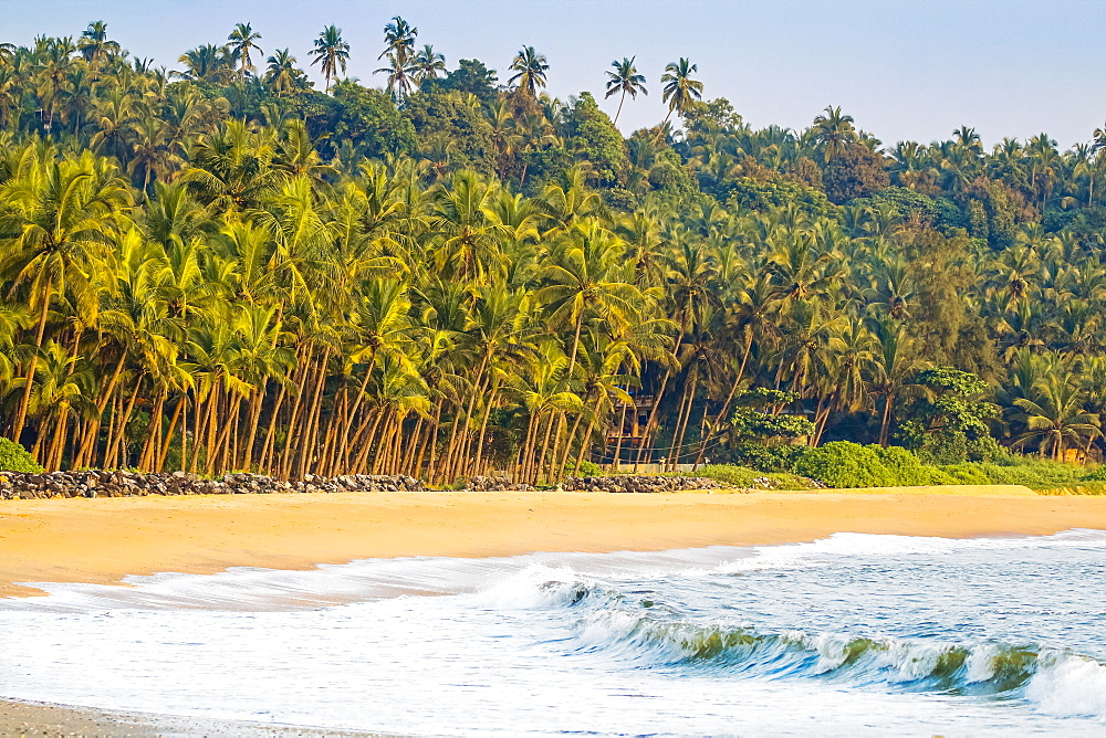 Beautiful palm fringed Kizhunna Beach, south of Kannur on the Kerala north coast, Kannur, Kerala, India, Asia