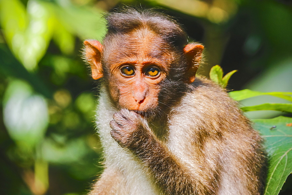 Long-tailed macaque monkey near the Edakkal Caves, where tourist contact has made them tame, Edakkal, Wayanad, Kerala, India, Asia