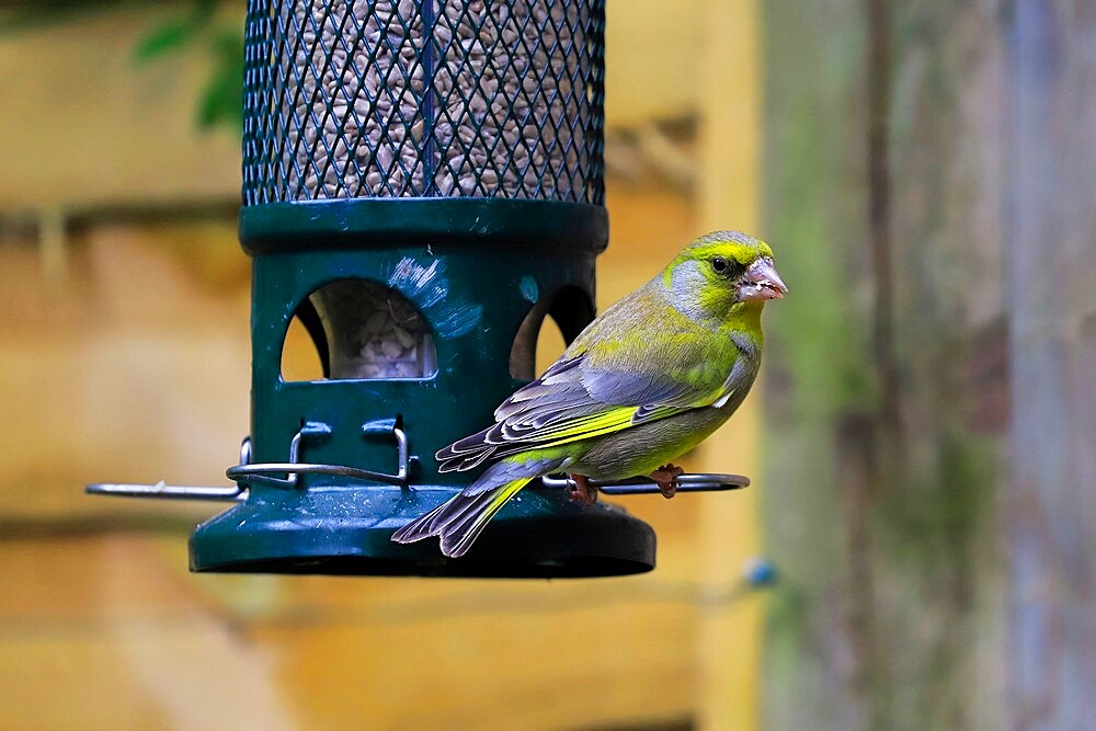 European greenfinch (Chloris chloris) on a sunflower seed bird-feeder in a Chilterns garden, Henley-on-Thames, Oxfordshire, England, United Kingdom, Europe