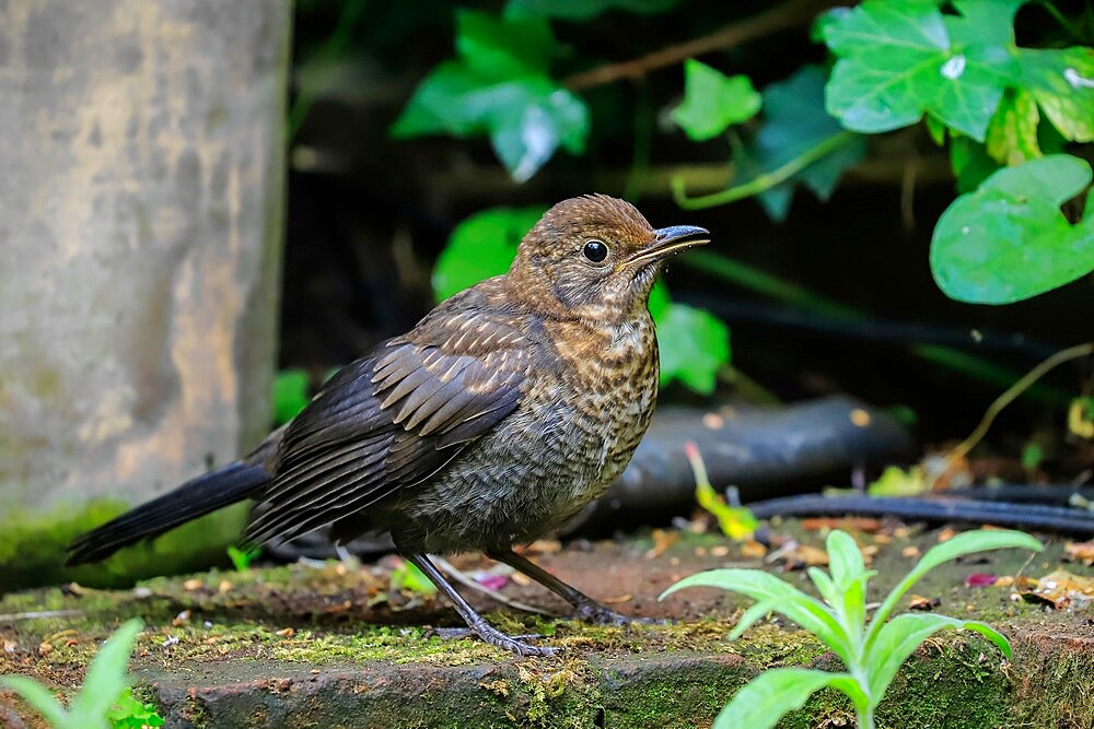 Juvenile Common blackbird (Turdus merula) waits for food from parent in a Chilterns garden, Henley-on-Thames, Oxfordshire, England, United Kingdom, Europe