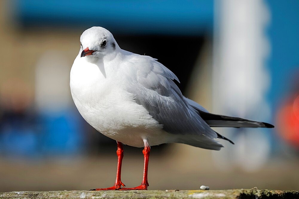 Black-headed gull (Chroicocephalus ridibundus) in winter plumage in this popular coastal town, Aberaeron, Ceredigion, Wales, United Kingdom, Europe