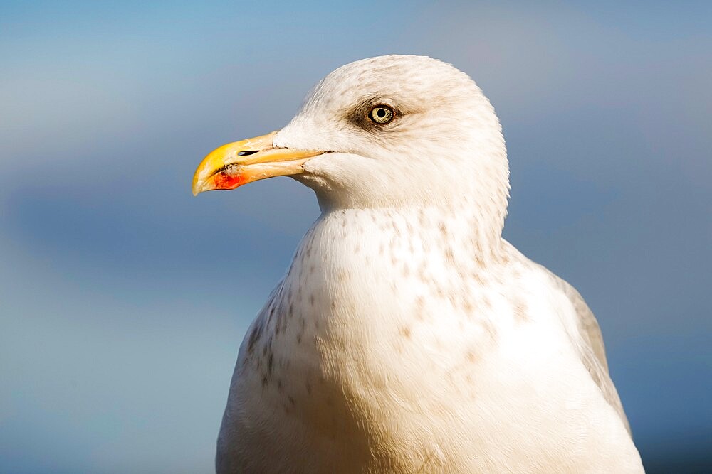 European Herring gull (Larus argentatus), declined due to less fish but a common scavenger, New Quay, Ceredigion, Wales, United Kingdom, Europe