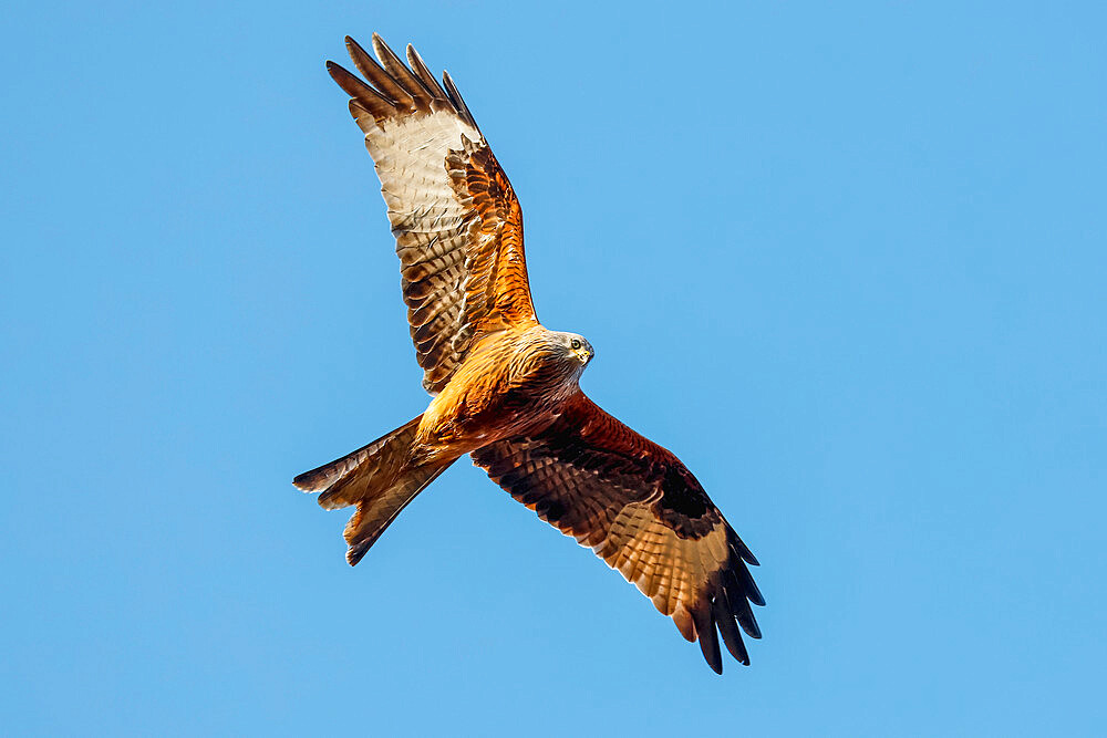 Red kite (Milvus milvus) bird of prey in flight, once endangered but now common in the Chilterns, Turville, Oxfordshire, England, United Kingdom, Europe