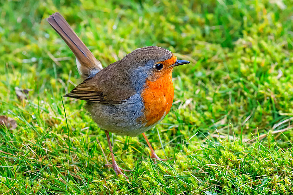 European robin (Erithacus rubecula), a colourful popular bird, in the Chiltern Hills, Pishill, Henley-on-Thames, Oxfordshire, England, United Kingdom, Europe