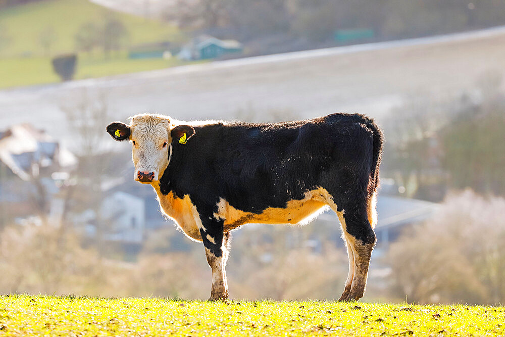 Friesian cow on a hilltop in the Chiltern Hills with the beautiful Stonor Valley beyond, Pishill, Stonor, Oxfordshire, England, United Kingdom, Europe