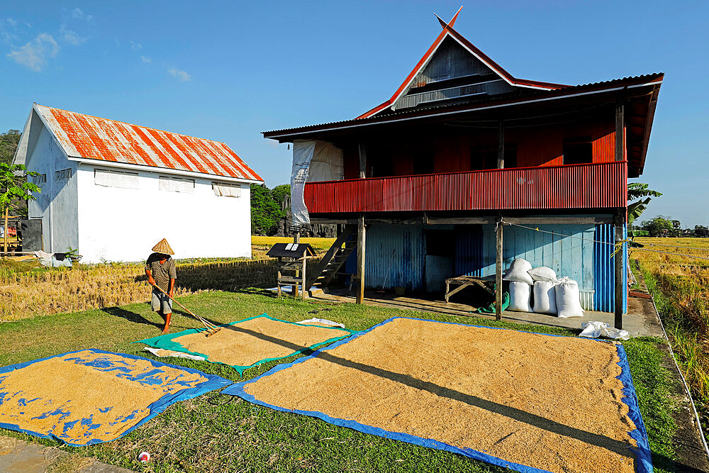 Farmer raking rice at a village in karst limestone region, Rammang-Rammang, Maros, South Sulawesi, Indonesia, Southeast Asia, Asia