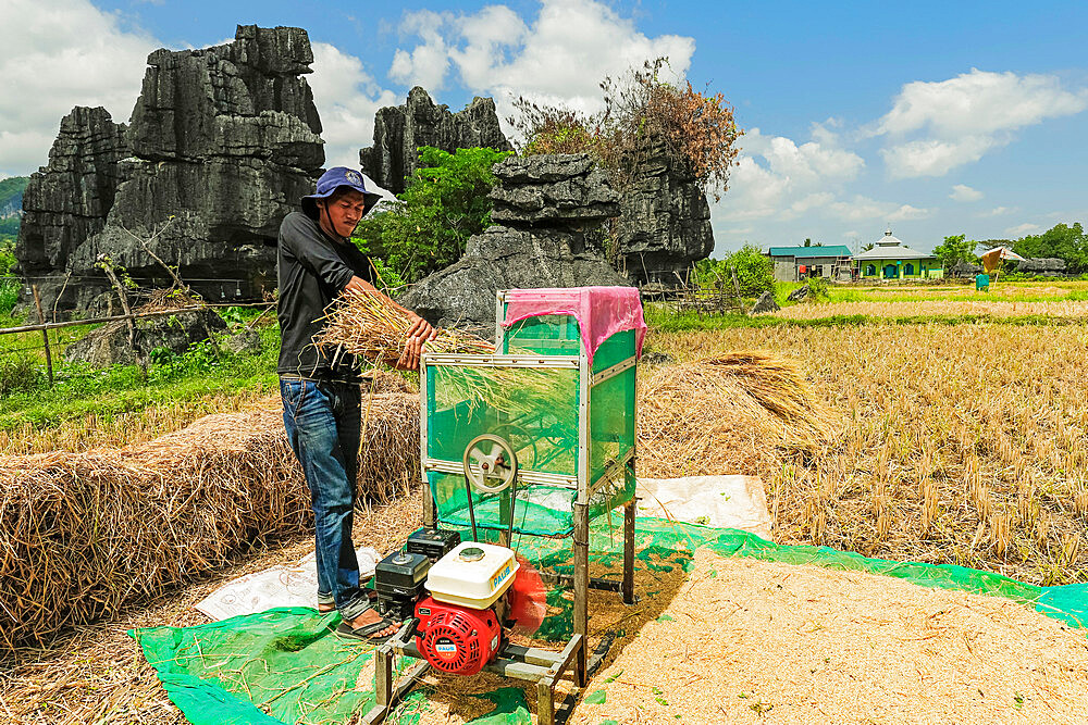 Man machine threshing rice by limestone rocks in karst area, Rammang-Rammang, Maros, South Sulawesi, Indonesia, Southeast Asia, Asia