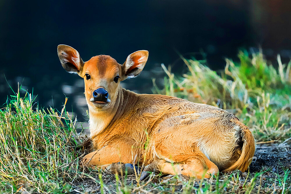 Newborn calf, Salenrang village, in karst limestone region, Rammang-Rammang, Maros, South Sulawesi, Indonesia, Southeast Asia, Asia