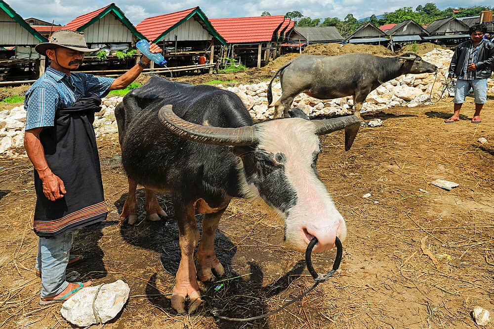 Tedong bonga (piebald buffalo) at buffalo market in Bolu near North Toraja capital, Bolu, Rantepao, Toraja, South Sulawesi, Indonesia, Southeast Asia, Asia