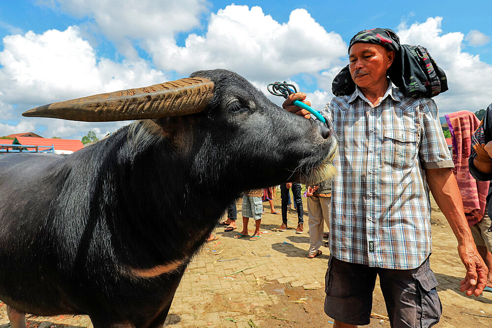 Man and buffalo at Asia's largest buffalo market, Bolu near the northern capital, Bolu, Rantepao, Toraja, South Sulawesi, Indonesia, Southeast Asia, Asia