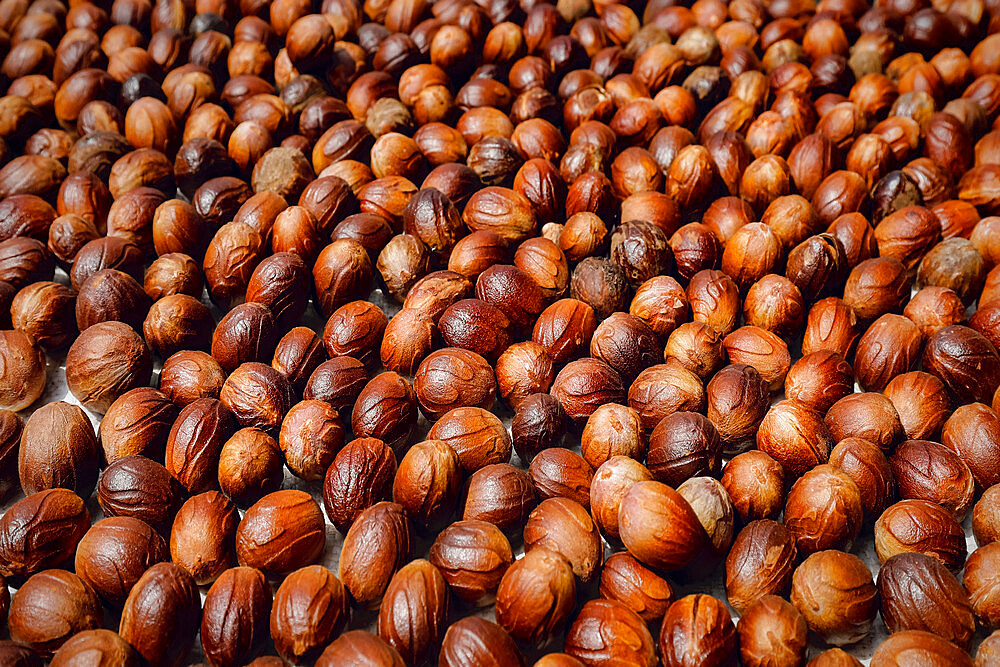 Nutmeg seeds laid out to dry, an aromatic spice & major crop here. Ulu, Siau Island, Sangihe Archipelago, N Sulawesi, Indonesia