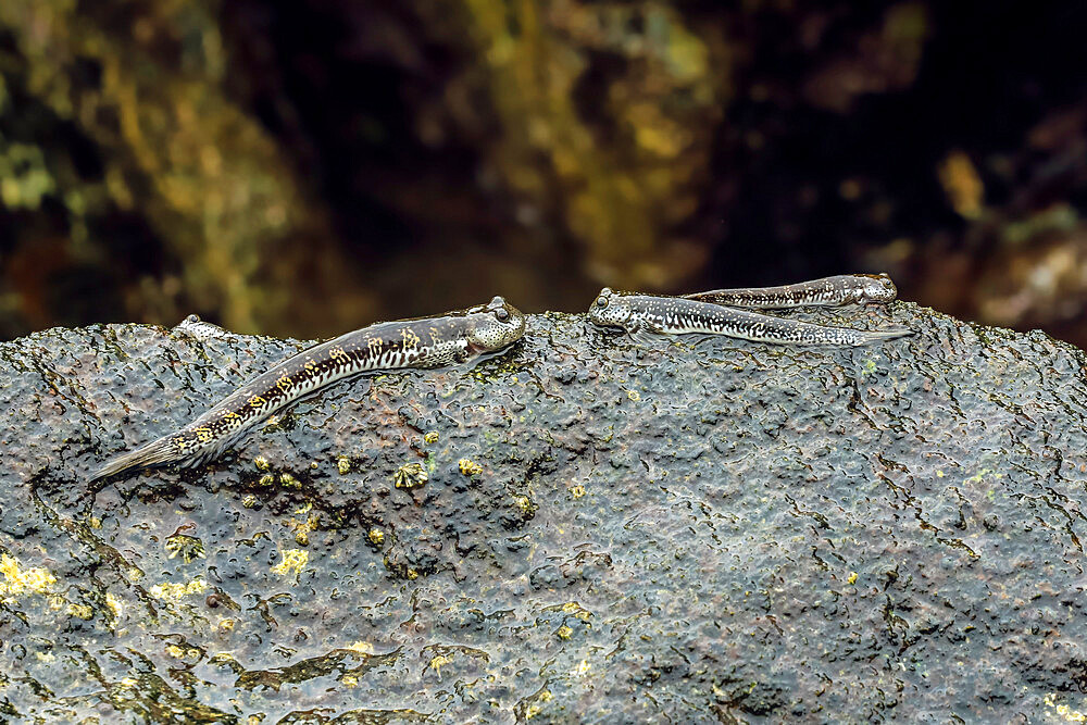 Genus Alticus jumping amphibious fish (rockskippers, leaping blennies). Siau, Sangihe Archipelago, North Sulawesi, Indonesia