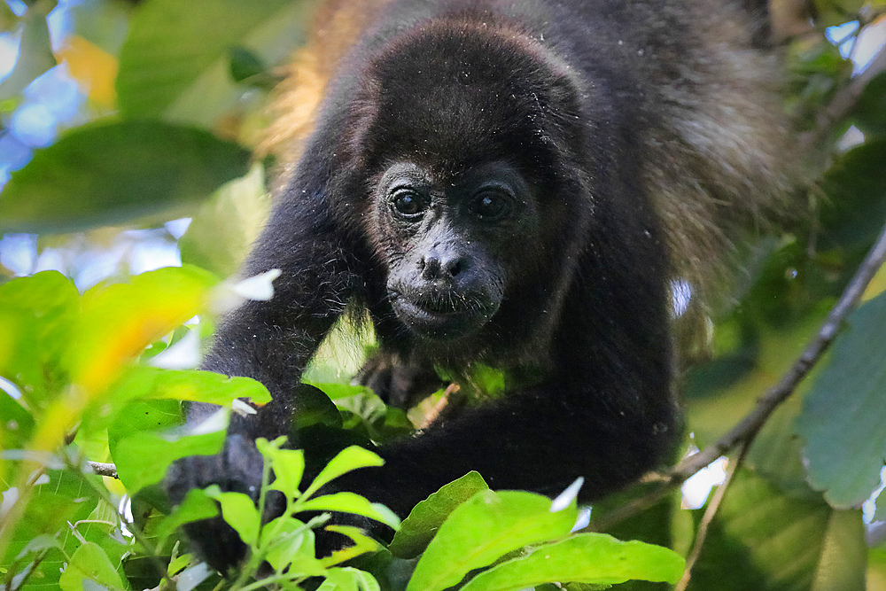 Mantled Howler Monkey (Alouatta palliata), named for its call, eating leaves in tree, Nosara, Guanacaste Province, Costa Rica, Central America