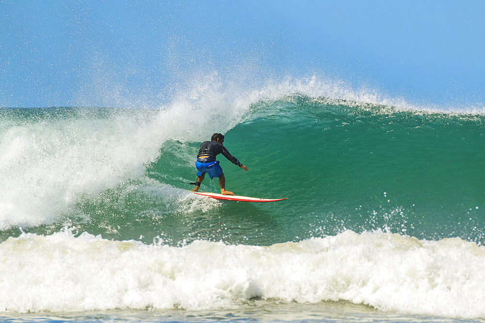 Shortboard surfer rides a wave at this fast-growing surf beach and yoga destination, Playa Guiones, Nosara, Guanacaste, Costa Rica, Central America