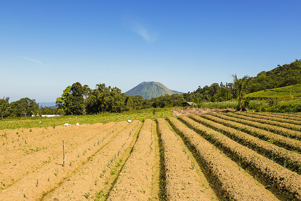 Fertile volcanic soil fields with Mount Lokon peak, an active stratovolcano beyond, near Tomohon city, Gunung Lokon, Tomohon, North Sulawesi, Indonesia, Southeast Asia, Asia