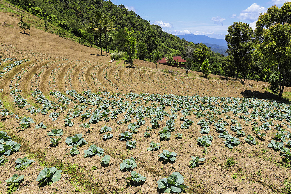 Cabbages growing in fertile volcanic soil fields near Mount Mahawu, an active stratovolcano near Tomohon city. Gunung Mahawu, Tomohon, North Sulawesi, Indonesia