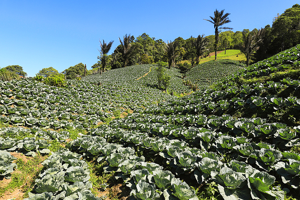 Cabbages growing in fertile volcanic soil fields near Mount Mahawu, an active stratovolcano near Tomohon city. Gunung Mahawu, Tomohon, North Sulawesi, Indonesia