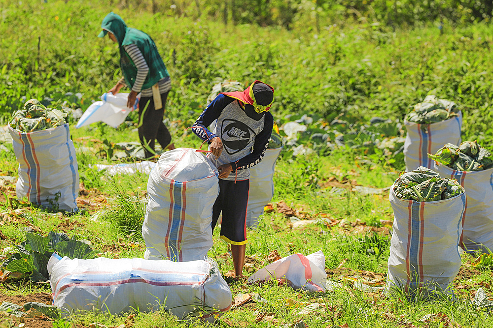 Pickers bagging cabbages grown on fertile volcanic soil near Mount Mahawu, an active volcano near Tomohon city, Gunung Mahawu, Tomohon, North Sulawesi, Indonesia, Southeast Asia, Asia