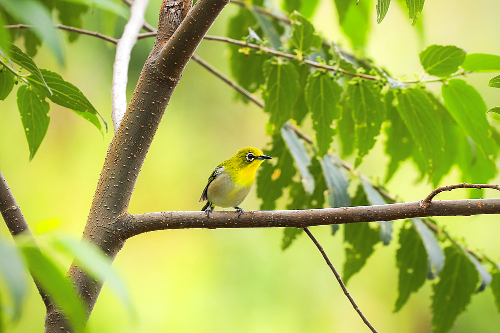 Warbling white-eye (Zosterops japonicus) (Japanese or Mountain white-eye), a small passerine bird with olive and yellow colouration, Gunung Lokon, Tomohon, North Sulawesi, Indonesia, Southeast Asia, Asia