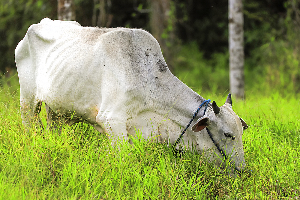 Brahmin cow grazing lush grass on fertile soils at Lake Linow in this volcanic area near Tomohon, Lake Linow, Tomohon, North Sulawesi, Indonesia, Southeast Asia, Asia