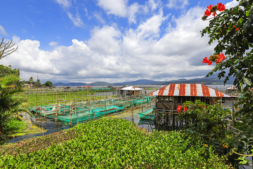 Excessive water hyacinth growth and fish cage farms on this large lake that suffers from pollutants, climate change heating and reduced oxygen, Lake Tondano, Minahasa, North Sulawesi, Indonesia, Southeast Asia, Asia