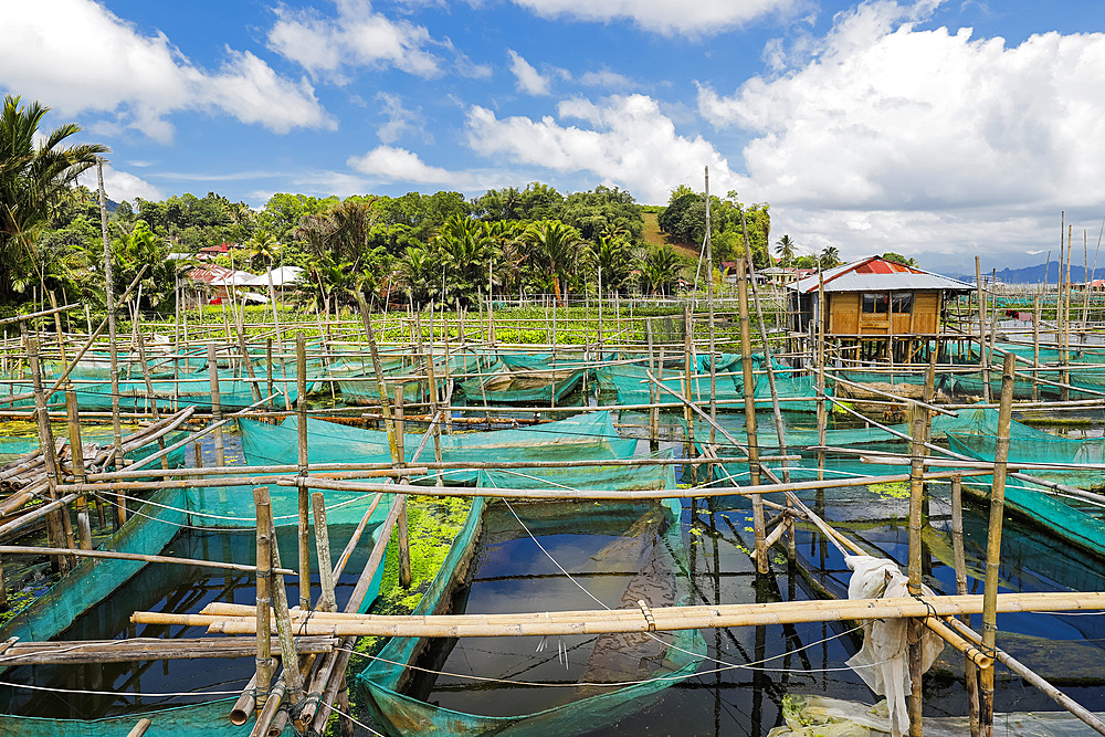 Bamboo and net fish cage farming on this large lake that suffers from climate change heat, pollutants and reduced oxygen, Lake Tondano, Minahasa, North Sulawesi, Indonesia, Southeast Asia, Asia