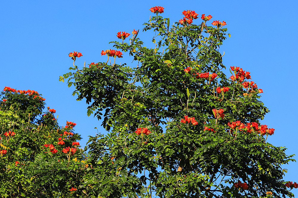 Spathodea campanulata (African Tulip Tree), grown ornamentally worldwide due to its bright red orange flowers, Pulisan, Minahasa, North Sulawesi, Indonesia, Southeast Asia, Asia