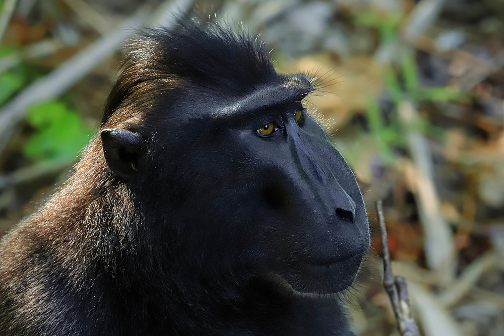 Crested black macaque (Macaca nigra) a native ape-like monkey with striking eyes, face and hair tuft, Tangkoko Reserve, Minahasa, N Sulawesi, Indonesia, Southeast Asia, Asia