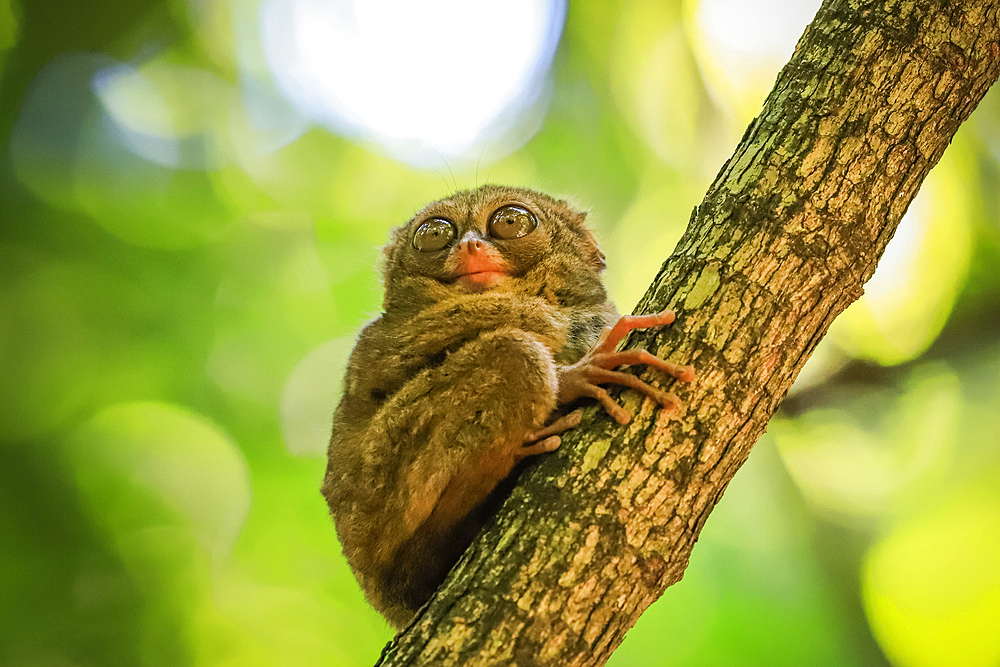 Spectral Tarsier (Tarsius tarsier) one of the smallest primates, now endangered, insect eating and nocturnal, Tangkoko National Park, Minahasa Highlands, North Sulawesi, Indonesia, Southeast Asia, Asia