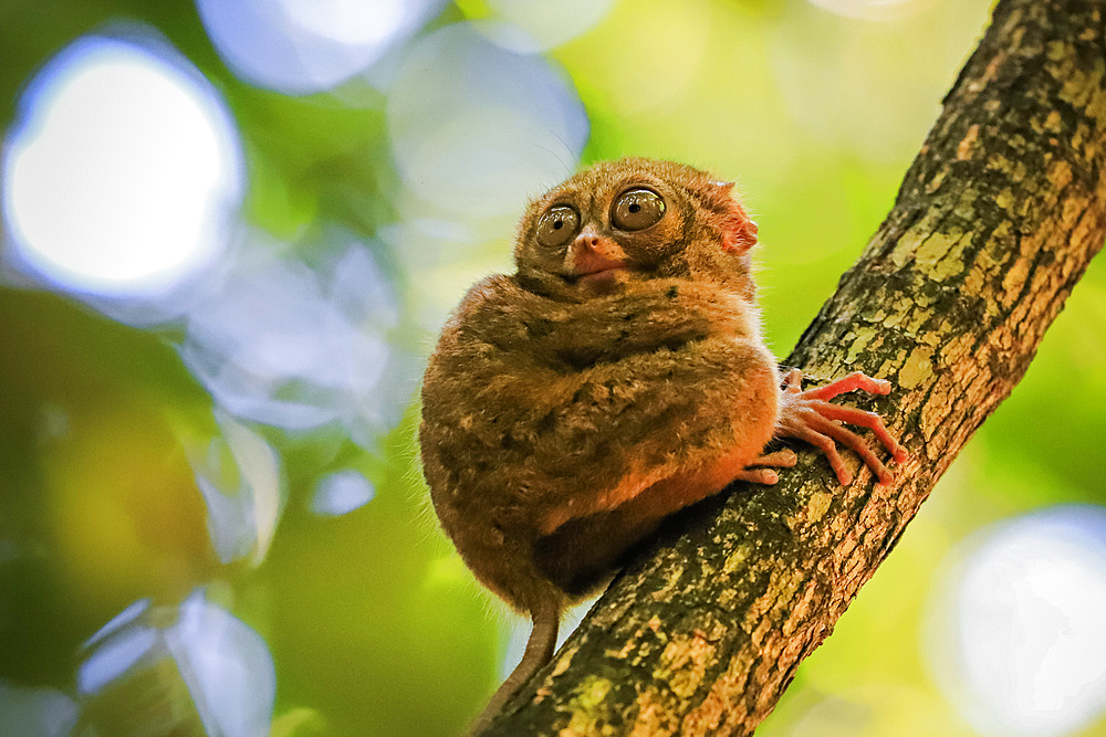 Spectral Tarsier (Tarsius tarsier) one of the smallest primates, now endangered, insect eating and nocturnal, Tangkoko National Park, Minahasa Highlands, North Sulawesi, Indonesia, Southeast Asia, Asia