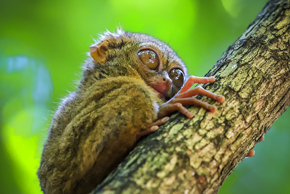 Spectral Tarsier (Tarsius tarsier) one of the smallest primates, now endangered, insect eating and nocturnal, Tangkoko National Park, Minahasa Highlands, North Sulawesi, Indonesia, Southeast Asia, Asia