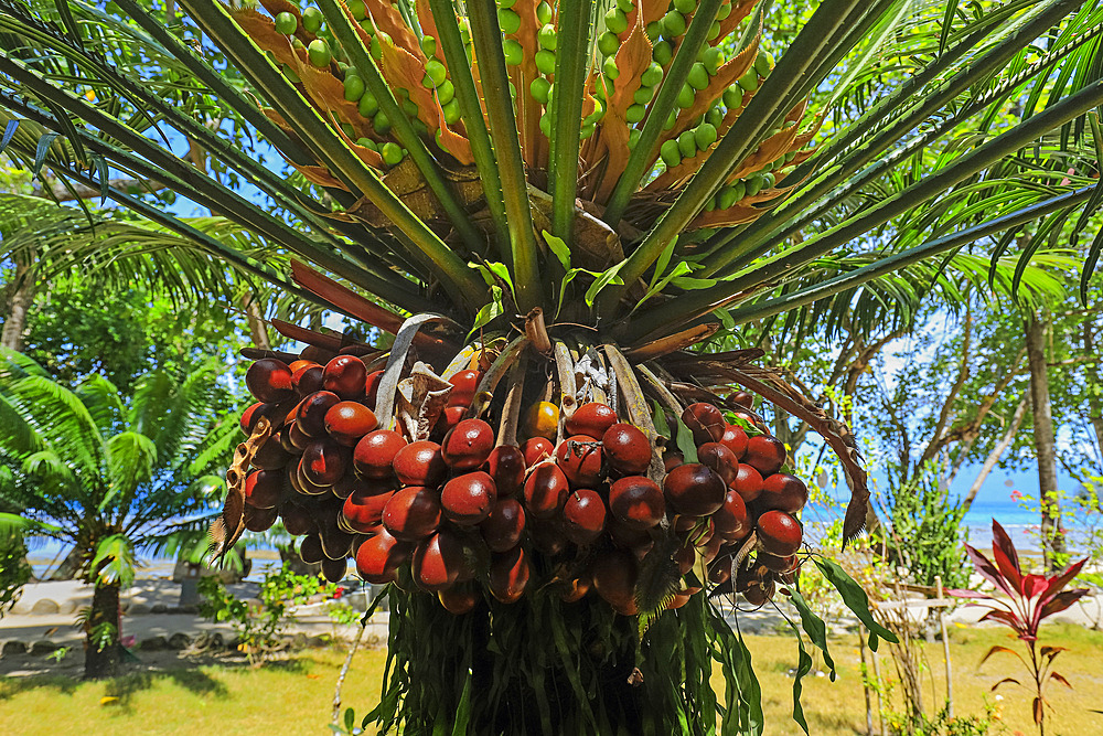 Wodyetia bifurcata (Foxtail palm), a popular species originally from Australia, the ripe red fruit is not eaten, Pulisan, North Sulawesi, Indonesia, Southeast Asia, Asia