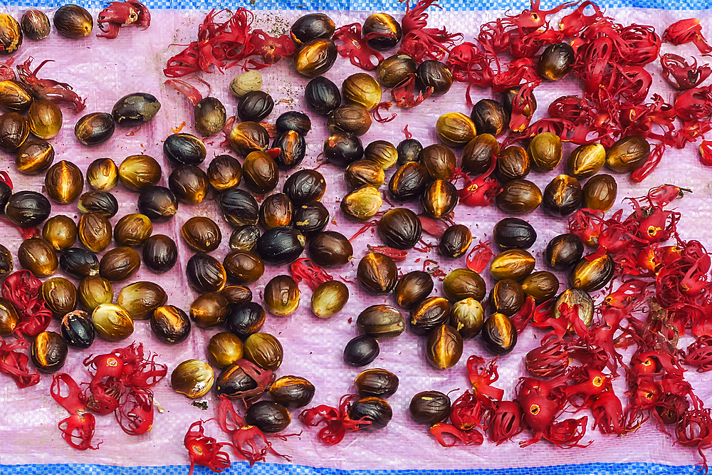 Nutmeg seeds and mace, the aril (the seed covering) laid out to dry, aromatic spices and major crops of the area, Ulu, Siau Island, Sangihe Archipelago, North Sulawesi, Indonesia, Southeast Asia, Asia