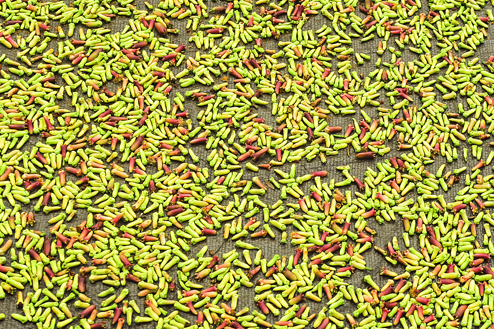 Fresh cloves laid out to dry in the sun, an aromatic spice and major crop, Ulu, Siau Island, Sangihe Archipelago, North Sulawesi, Indonesia, Southeast Asia, Asia