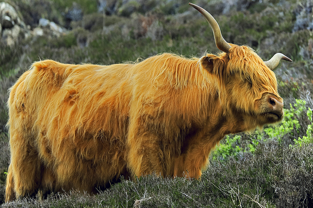 Highland cow with its distinctive long hair and horns, a hardy rustic beef breed that has been exported all over the world, Duntulm, Trotternish Peninsula, Skye, Inner Hebrides, Scotland, United Kingdom, Europe