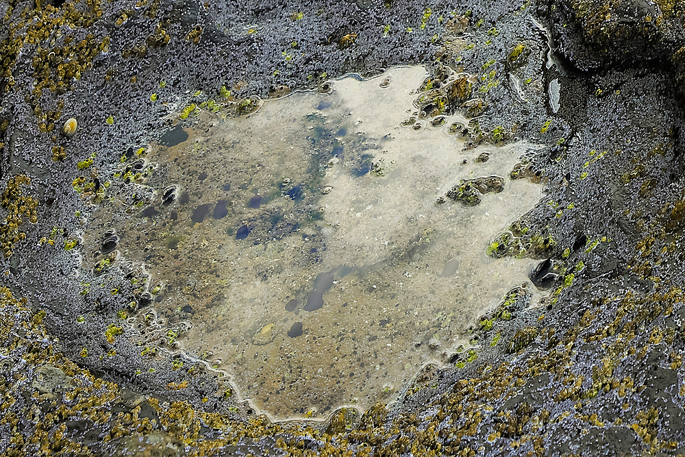 Footprint of large plant-eating Jurassic Saurapod dinosaurs, an important middle Jurassic find on the north east coast in 2018, Brothers' Point (Rubha nam Brathairean), Trotternish Peninsula, Skye, Inner Hebrides, Scotland, United Kingdom, Europe