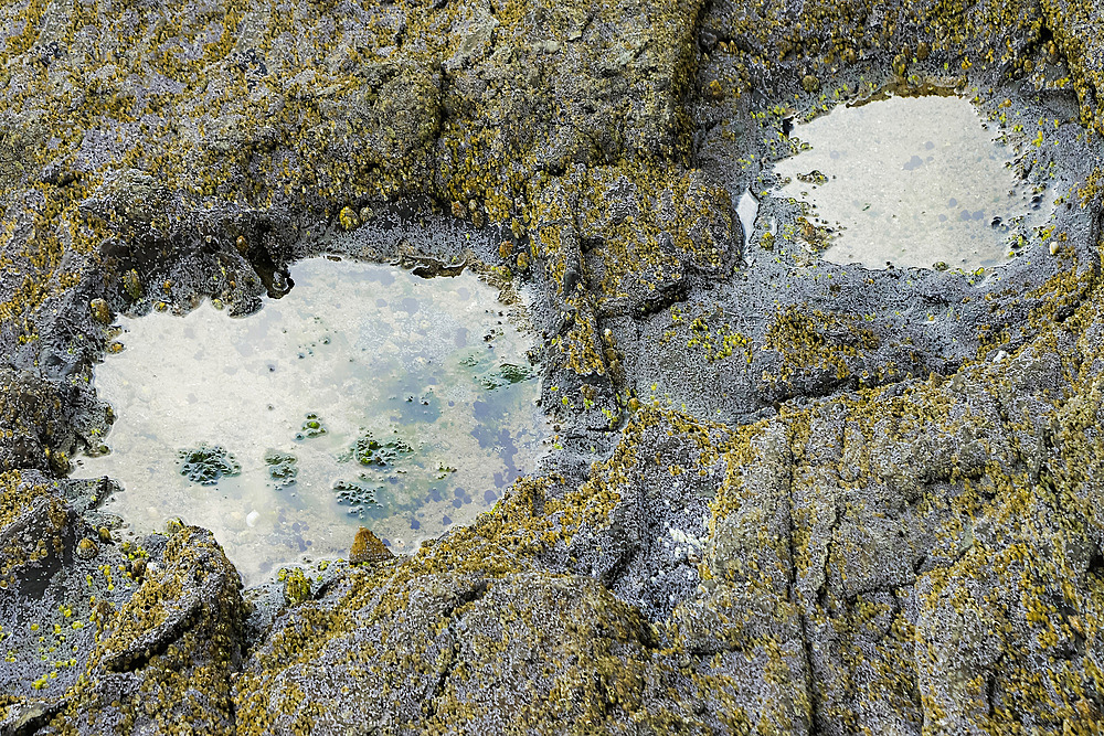 Footprints of large plant-eating Jurassic Saurapod dinosaurs, an important middle Jurassic find on the north east coast in 2018, Brothers' Point (Rubha nam Brathairean), Trotternish Peninsula, Skye, Inner Hebrides, Scotland, United Kingdom, Europe