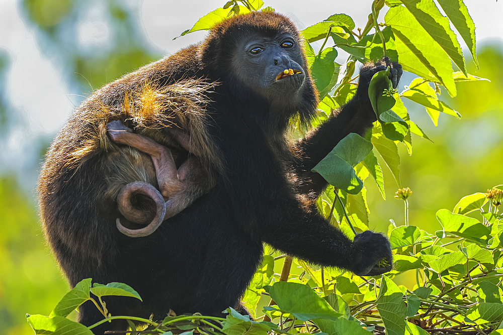 Female mantled howler monkey (Alouatta palliata) with clinging infant eating flower in Pacific coast forest. Esperanza, Nosara, Guanacaste, Costa Rica.