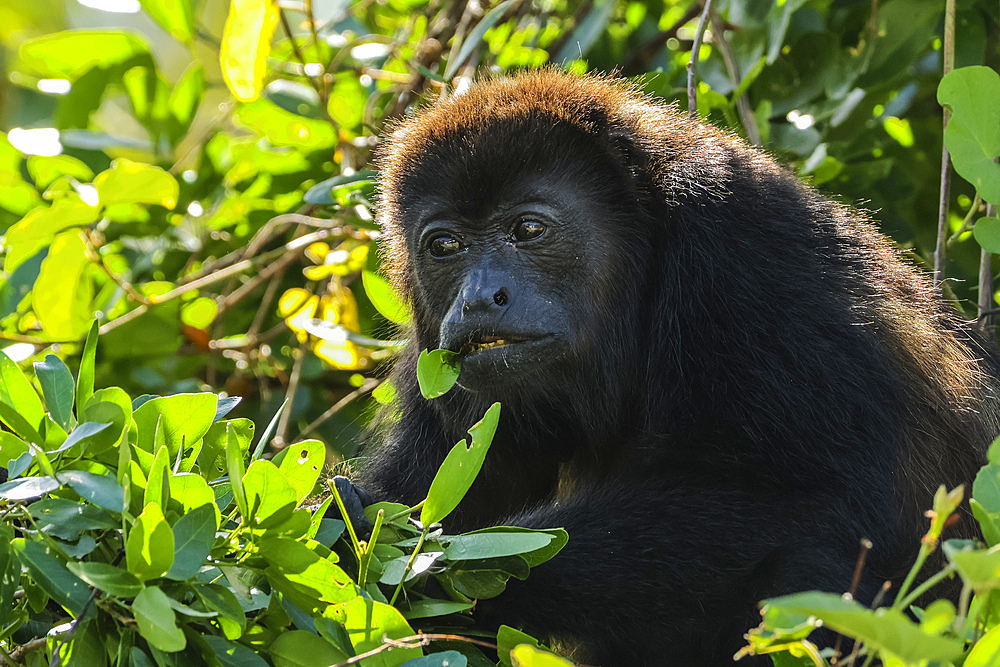 Female mantled howler monkey (Alouatta palliata) eating in Pacific coast forest. Known for their loud call. Esperanza, Nosara, Guanacaste, Costa Rica.