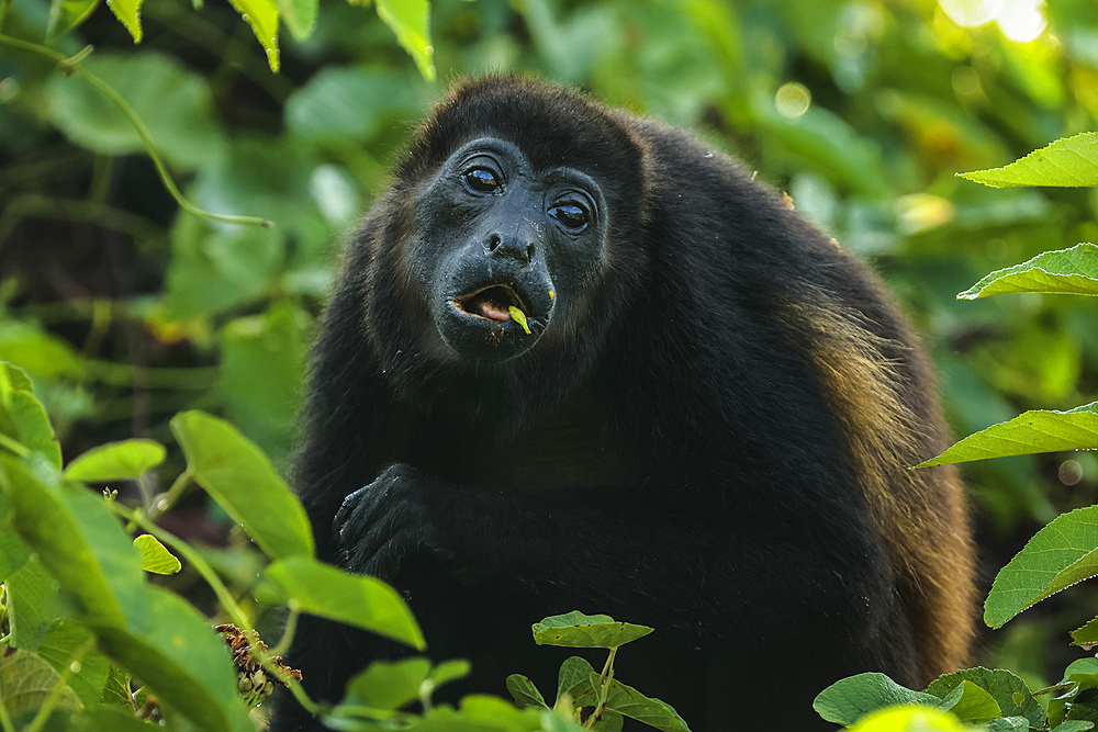 Female mantled howler monkey (Alouatta palliata) known for its loud call, eating in Pacific coast forest, Esperanza, Nosara, Guanacaste, Costa Rica