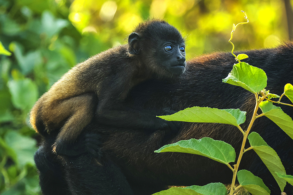 Infant riding on the back of a female mantled howler monkey (Alouatta palliata) in Pacific coast forest. Esperanza, Nosara, Guanacaste, Costa Rica.