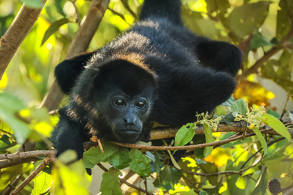 Juvenile mantled howler monkey (Alouatta palliata) in Pacific coast forest. Known for their loud call. Esperanza, Nosara, Guanacaste, Costa Rica.