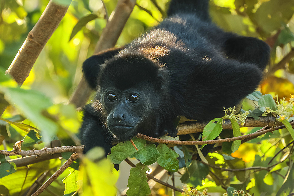 Juvenile mantled howler monkey (Alouatta palliata) in Pacific coast forest, known for their loud call, Esperanza, Nosara, Guanacaste, Costa Rica